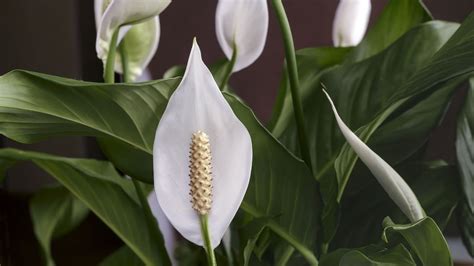 We asked brandt to share a. Peace lily and ivy among the best indoor plants for health ...