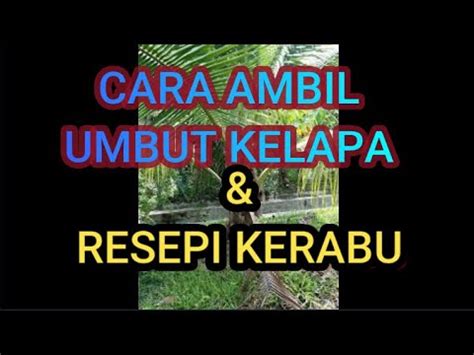 Namun, kandungan vitamin dalam serai relatif kecil sehingga tidak meski demikian, serai mengandung berbagai mineral dan nutrisi yang bermanfaat bagi tubuh. CARA MENGAMBIL UMBUT KELAPA DAN RESEPI KERABU UMBUT KELAPA ...
