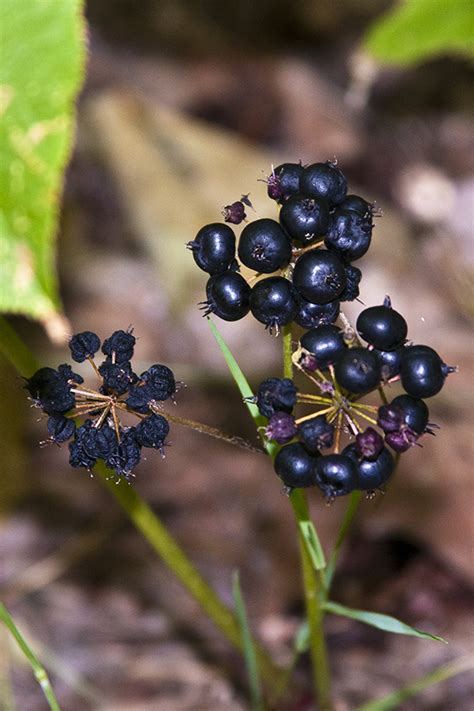 May 25, 2020 · many parts of the sarsaparilla plant are used as flavorings in foods and beverages. Minnesota Seasons - wild sarsaparilla