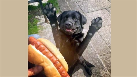 Gambar Anjing Lucu dan Imut yang Bisa Bikin Gemas Berlebihan | KepoGaul