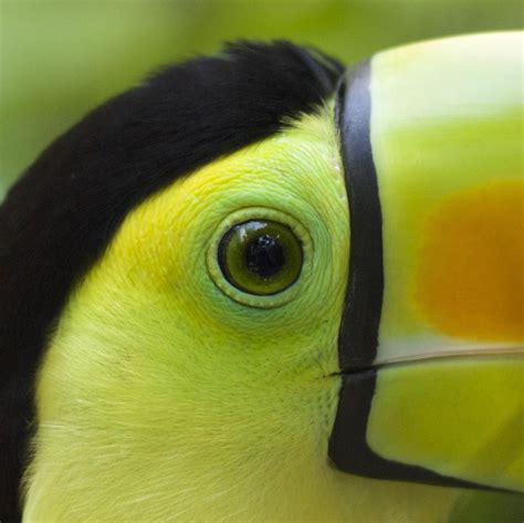 Itap Of A Keel Billed Toucan By Nahoj8888 Photos Amazingworld