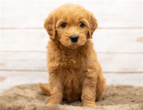 Goldendoodle= golden retriever + poodle f1 goldendoodles: Multi-Gen Mini Goldendoodle Puppies | Available Now ...