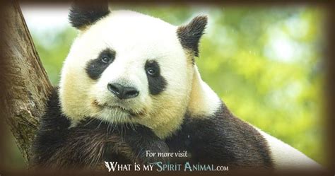 Panda Bear Symbolism And Meaning Spirit Totem And Power Animal