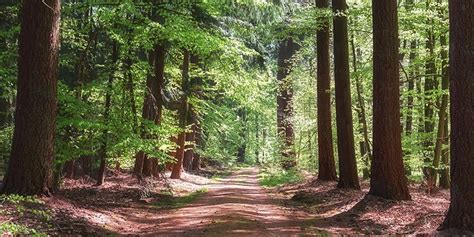 15x De Mooiste Bossen Om Te Wandelen