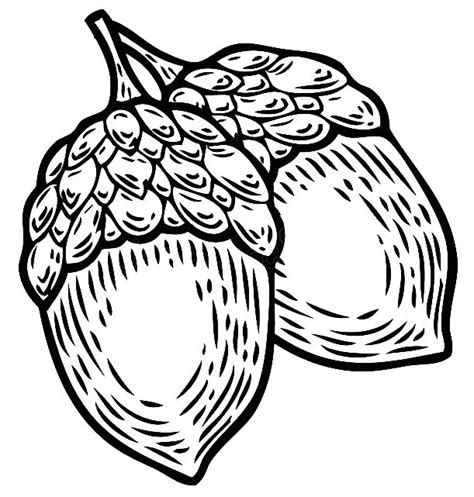 How to invest your spare change. Autumn Engraved Acorns | Outline images, Image, Stock photos