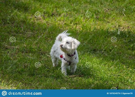 Small White Cute Maltese Dog Standing On Meadow Stock Image Image Of
