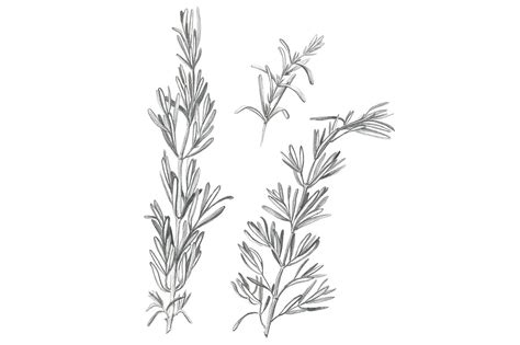 Check out our custom wood pencil selection for the very best in unique or custom, handmade pieces from our signs shops. Rosemary Pencil Drawing | Custom-Designed Illustrations ...