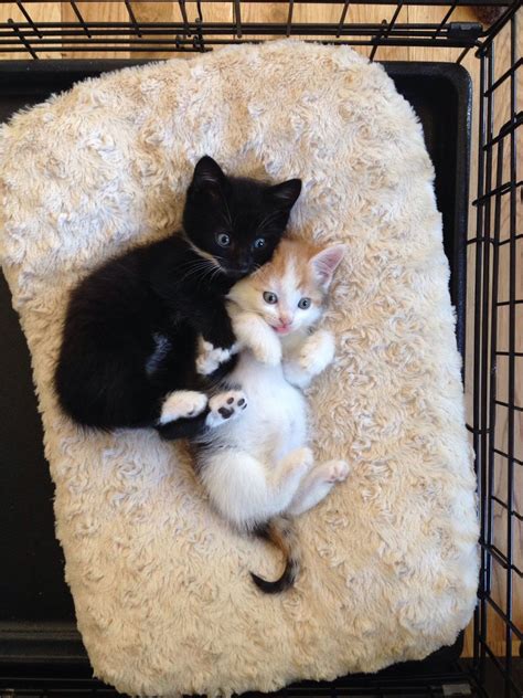 We have continued to develop our understanding of their needs and the many benefits of having them in our lives. 2 Gorgeous Rescue Kittens | Liverpool, Merseyside | Pets4Homes