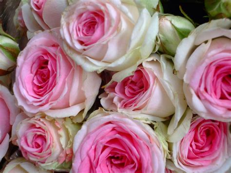 Pink Rose Bouquet Free Stock Photo Public Domain Pictures