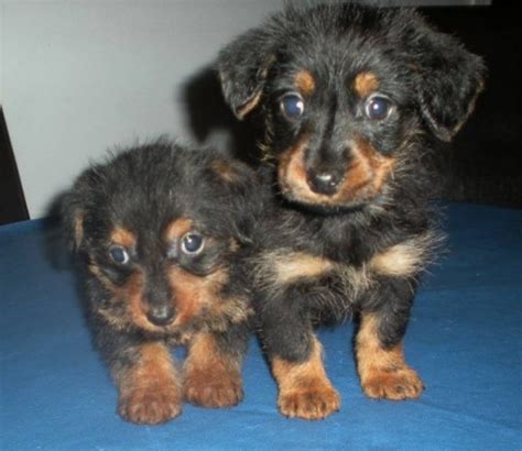 Dorkie dog breed all information and pictures. Dorkie (Dachshund-Yorkie Mix) Info, Temperament, Puppies, Pictures