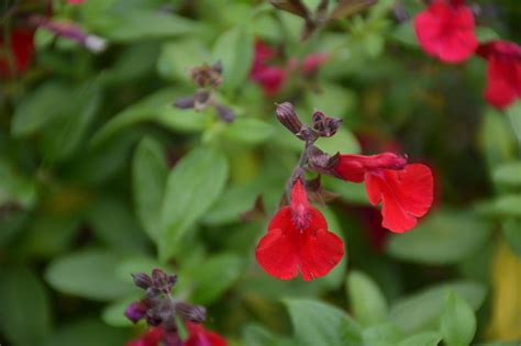 Autumn sage (odd name, since it starts blooming in march and continues until frost) attracts bees, butterflies and hummingbirds all the while. Mirage™ Cherry Red Autumn Sage (Salvia greggii 'Balmircher ...