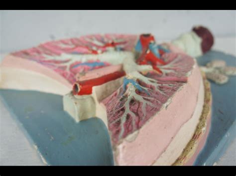 20th Century Painted Plaster Human Anatomy Model Of Lungs