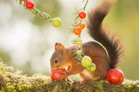 My cats don't like vegetables, they will just eat grass when they feel like doing so. Squirrels Are Eating Tomatoes - How To Protect Tomato ...