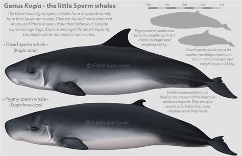 Genus Kogia The Little Sperm Whales By Namu The Orca On Deviantart