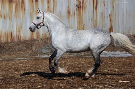 Orlov Trotter Dapple Grey Horses Horses Pretty Horses