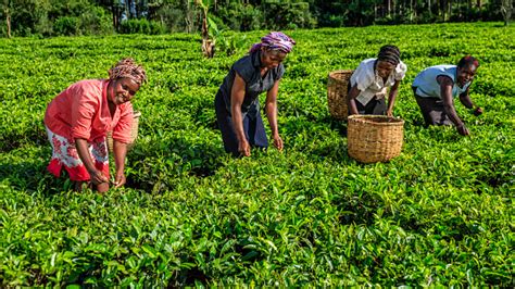 African Women Plucking Tea Leaves On Plantation Kenya East Africa Stock