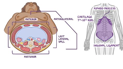 Anatomy Of The Anterolateral Abdominal Wall Osmosis