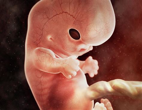 Humans In The Womb