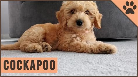 Cockapoo Why Get A Cockapoo Cockapooเนื้อหาที่เกี่ยวข้องทั้งหมดที่สมบูรณ์ที่สุด