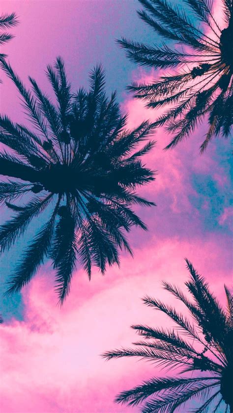 Pink Palm Tree Wallpapers Top Free Pink Palm Tree Backgrounds Wallpaperaccess