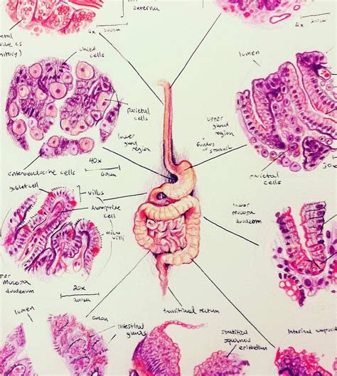 Digestive System Histology