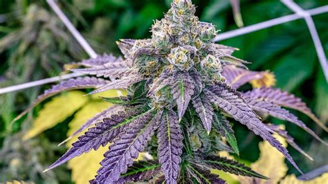 Everything You Need To Know About Cannabis Sativa Subsp Indica
