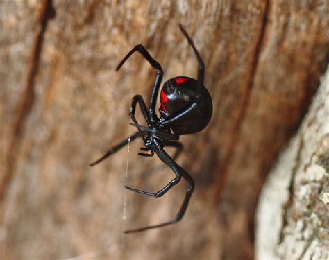 Get To Know The Black Widow Spider Ask Mr Little