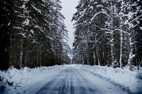 Snowy Road Between Trees · Free Stock Photo