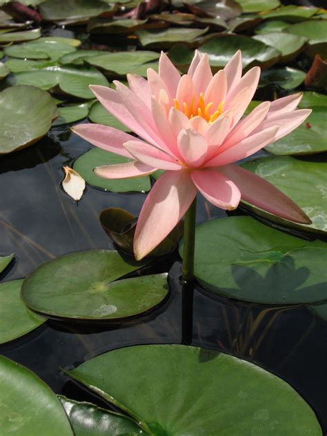 Nymphaea ‘colorado Medium Water Lily Catskill Native Nursery Plant