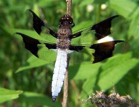 Dragonflies And Damselflies Of Missouri Missouris Natural Heritage