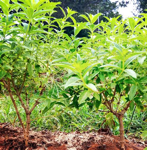 However, cutting back lemon verbena every so often keeps the plant neat and prevents a leggy, spindly appearance. Lemon Verbena Living: Little Lemon Verbena Bushes 2018