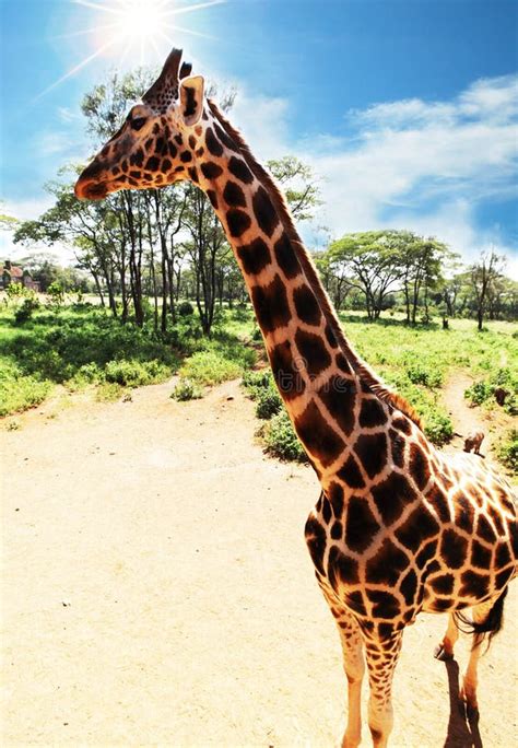 Girafe Stock Image Image Of Exotic Nature Game Bush 54169757