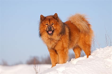 The eurasier, or eurasian, is a recently conceived companion dog from germany and are mostly found in europe. Aussehen | Riekendahl's Eurasier