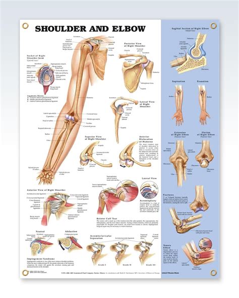Shoulder And Elbow Exam Room Anatomy Poster Clinicalposters