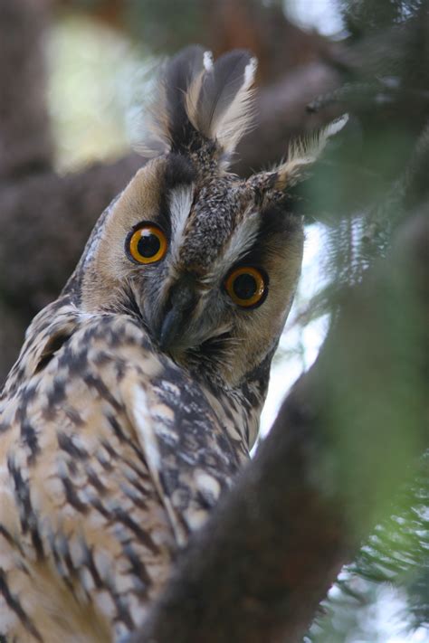 Long Eared Owl Ecotours Wildlife Holidays Winter Hide Long Eared