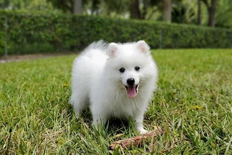 Japanese Spitz Temperament Price And Puppies For Sale Atelier Yuwa