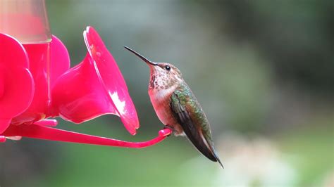 Summer breeder in the eastern and central united states and the southern edge of eastern and central canada. Rufous Hummingbirds Washington State - YouTube