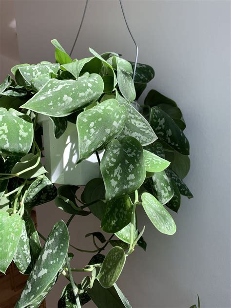 Indoor Trailing Plants Plants Bp