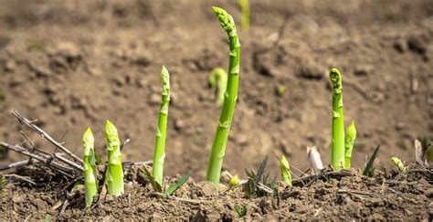 How To Plant And Grow Asparagus Roots Embracegardening