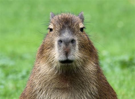 Facts About Capybaras Live Science