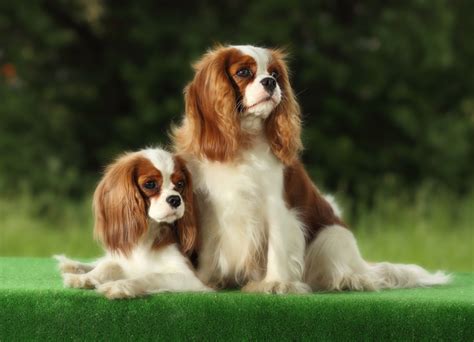 20 Small Dog Breeds That Are The Cutest Creatures On The Planet Most