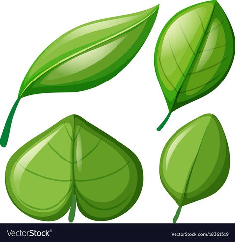 Different Shapes Of Leaves Royalty Free Vector Image