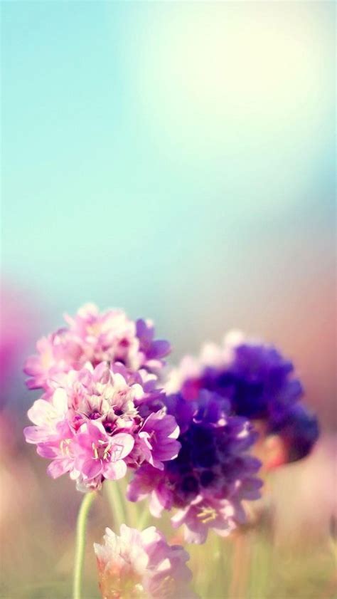 Purple Flowers Iphone Wallpaper