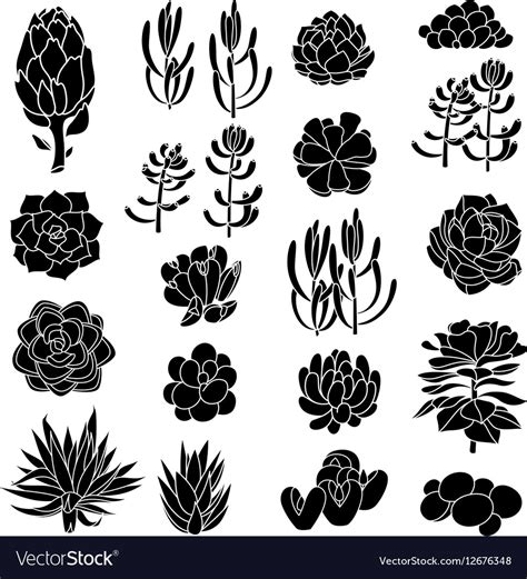 Black and white monochrome graphy twig, succulent border png. Isolated black silhouettes of succulents Vector Image