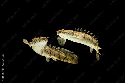 Polypterus Endlicheri Bichir Fish A Species Of Freshwater Fish In The