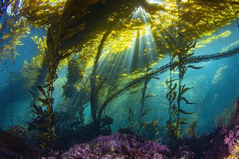 Kelp Forest Wallpaper