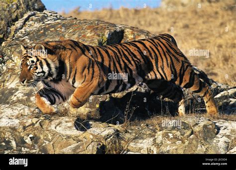 Bengali Tiger Panthera Tigris Tigris Adult Animal Jump Rocks Stock