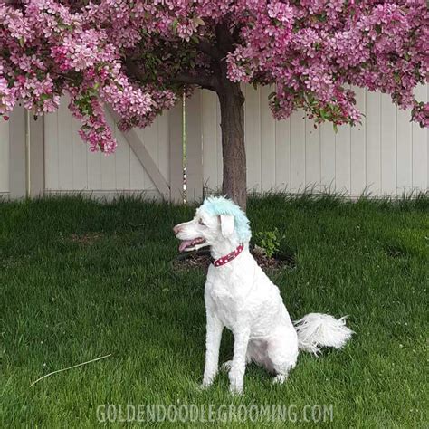 Goldendoodle Haircuts That Will Make You Swoon