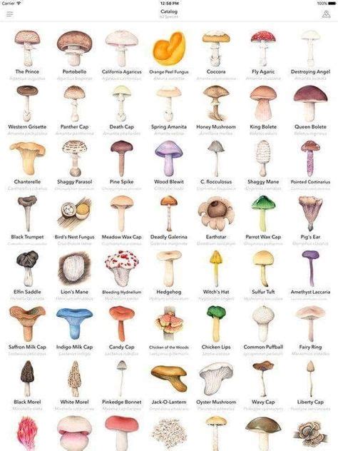 Mushroom Identification Good To Know Stuffed Mushrooms Growing