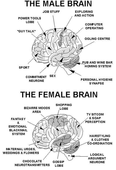 Thetouchofumie Differences Between Males And Females Brain